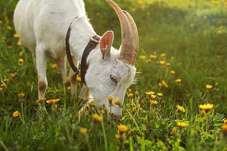 雌山羊放牧 在草地上吃草 满是花朵 照亮了下午的阳光 细节到头和角图片