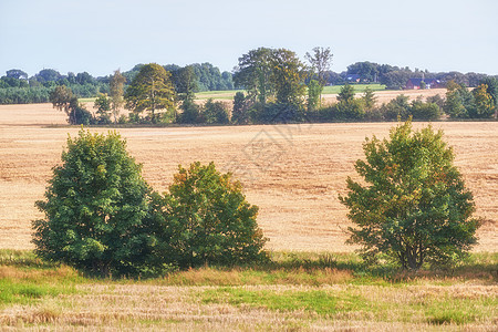 瑞典偏远乡村或草地上生长的枫树景观 新鲜糖浆植物和蓝天的环境自然保护 栽培用于药用和食品工业图片