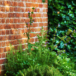 靠墙生长在郁郁葱葱的绿色后院花园中的中提琴 开花在乡下的美丽的紫罗兰色开花的植物 春天在草地或公园里盛开的鲜花图片