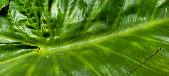 蕨类叶子荒野香蕉树高清图片