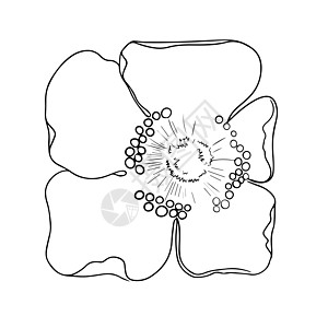 白色背景上的鲜花分隔符 黑白矢量图示草图艺术植物学插图花瓣植物群植物风格标识装饰图片