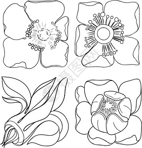 一组植物元素 一行用手绘制的插图 在白色上分离图片