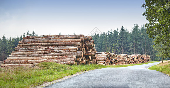 切碎的树原木堆积在森林里 沿着一条有复制空间的路 乡村景观 有为木材工业收集的木柴 木材和硬木材料的树桩 在树林里砍伐森林图片