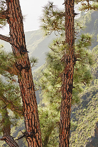 松树特写镜头在森林里 西班牙加那利群岛拉帕尔马山区野生生态友好环境中树干纹理与郁郁葱葱的绿叶自然景观图片