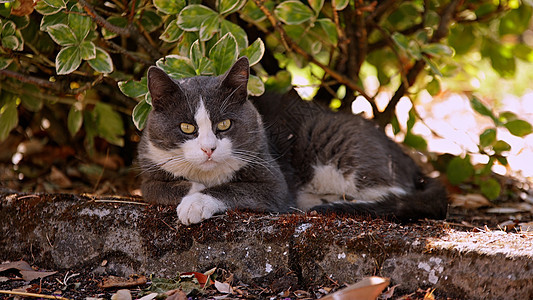 可爱的灰色猫猫草地猫咪公园婴儿小猫头发场地花园动物毛皮宠物图片