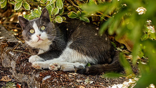 可爱的家猫户外肖像小猫毛皮场地虎斑头发眼睛花园动物哺乳动物猫咪图片