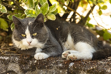 可爱的灰色猫猫草地哺乳动物头发毛皮场地小猫花园虎斑宠物猫咪婴儿图片