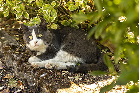 可爱的灰色猫猫草地公园猫咪哺乳动物虎斑小猫毛皮头发眼睛宠物花园图片