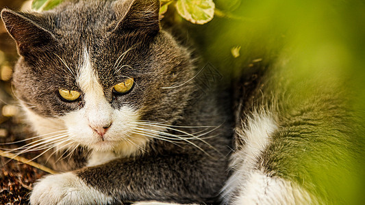 可爱的家猫户外肖像虎斑猫咪场地宠物眼睛花园婴儿动物小猫头发图片