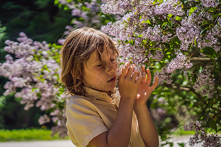 小男孩闻着花丛的味道 季节花朵和过敏的概念日光紫色公园童年孩子环境世界幼儿园金发女郎闲暇背景图片