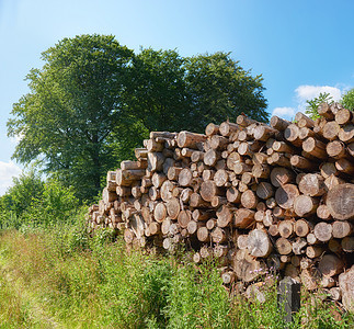 森林砍伐和砍伐的乡村景观 砍伐的原木堆积在森林里 收集干燥的木材树桩和劈开的硬木材料 用于木柴和木材工业图片