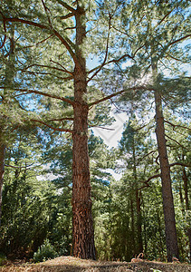 西班牙加那利群岛拉帕尔马山区美丽的松树林 在僻静的环境中 高大的树木和郁郁葱葱的绿叶风景秀丽 户外和自然的宁静景色图片
