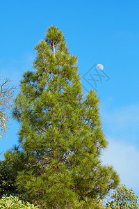 西班牙加那利群岛拉帕尔马山区的松树林 夏季 蓝天和月亮衬托着高大的树木 平静祥和的僻静区域 森林中的天然绿色植被背景图片