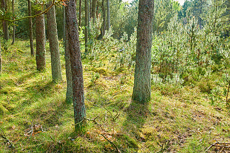 生长在有干草和绿色植物的森林里的松树 秋季自然界中高而细的树干与光秃秃的树枝的风景 生长在森林里的未开垦的和野生灌木树叶植物农村图片