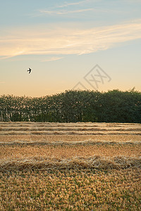 在露天野地上收获一排小麦和干草 在黄昏的天空背景下飞行的鸟 日落时田里农庄耕种的干谷物的尾叶和根茎图片