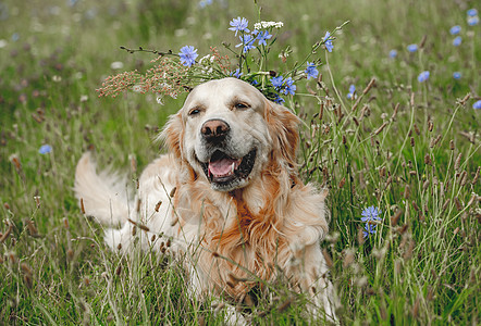 户外金色寻金犬猎犬公园场地草地说谎朋友日光哺乳动物犬类晴天图片