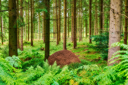 巨大的蚁丘在松树林中 巨大的蚁丘在松树林中 丹麦保护昆虫工人荒野印象爬坡家庭团体控制制度图片