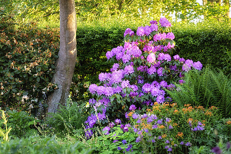 我花园里的一连串花园里的照片植物地毯宏观星星植物群紫色衬套花朵灯泡生长图片
