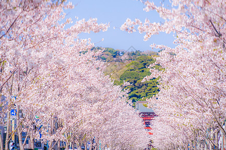 樱花满盛开的樱花沙库拉寺庙晴天叶子蓝天植物巷道花瓣粉色神社方法图片