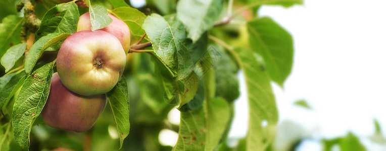 每天一个苹果 医生远离我 摘苹果从未如此诱人  一种真正健康且诱人的款待落叶季节农业果园花园乔木太阳叶子健康饮食大自然图片