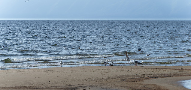 海鸥在Baikal湖的波浪中游泳 阳光灿烂的夏季天气图片