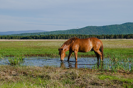 红马在沼泽中吃草 红马在森林背景下的沼泽中放牧棕色农场牧场场地红色天空鬃毛哺乳动物草地野生动物图片