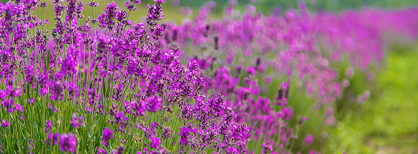 在美丽的背景田地里有紫菜花 选择性的焦点收成风景天空农场疗法香水植物群农业草本植物农村图片