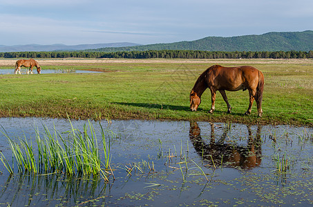 一匹棕色马站在池塘的岸边 吃草 马在水中的反射图片