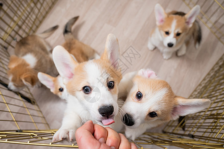 有趣的Welsh Corgi狗伸出雄性手 从航空图片