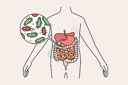消化系统和肠子概念图片