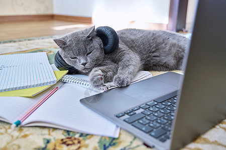 有耳机睡在笔记本电脑附近地板上的灰猫技术睡眠哺乳动物虎斑乐趣互联网屏幕键盘商业宠物图片