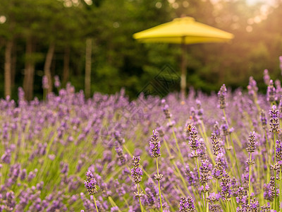 7月初盛开的紫菜植物花园草本植物香气农田紫色薰衣草草田场地蜜蜂农村图片