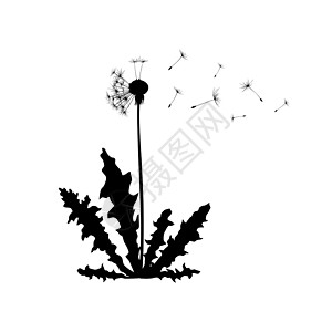 Dandelion植物在风中播种种子 Dandelion 双光影矢量平方插图以白色背景隔绝图片