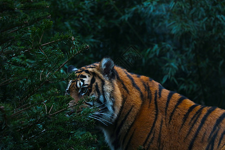 野外美丽的老虎 野猫 捕食者图片