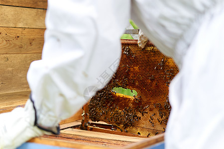 养蜂员把一个面板放进人造蜂窝里图片