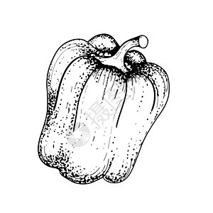 胡椒绘图 甜椒素描 黑白绘图 有机蔬菜 素描的蔬菜 雕刻风格插图 矢量图图片