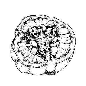 切成两半的辣椒图 甜椒素描 黑白绘图 有机蔬菜 素描的蔬菜 雕刻风格插图 矢量图图片