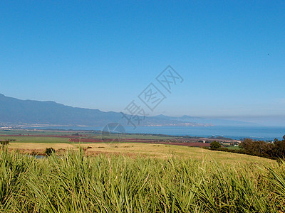 夏威夷毛伊的甘蔗作物 山地 海岸和海洋景观图图片