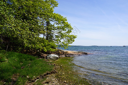 洛基海岸线与绿树接壤背景图片