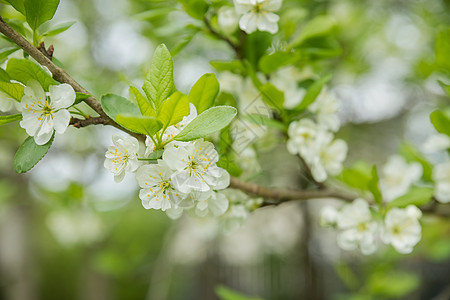 苹果树美丽绽放的花朵 有开花苹果树的苹果花园 美丽的乡村春天风景 阳光明媚的春日苹果树的场景图片