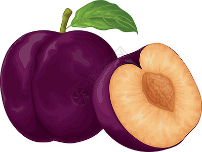 李子 成熟的紫李子 新鲜的甜李子 成熟多汁的李子浆果部分 素食有机产品 在白色背景上孤立的矢量图饮食紫色果汁甜点水果收成插图食物背景图片