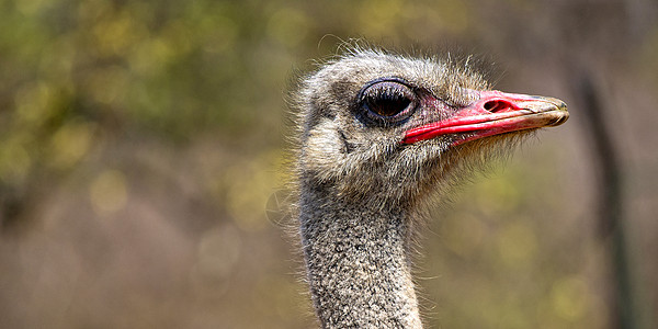 南非 普通Ostrich 野生生物保护区主题四肢生活保护行为避难所羽毛荒野动物骆驼图片