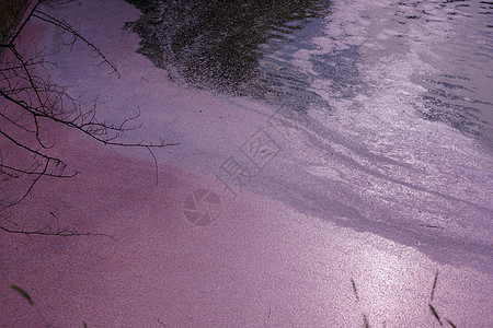 奇多里加福吉樱花的画面文化樱花皇宫护城河图片