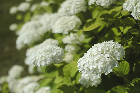 有选择地关注夏日盛开的白色Hydranga或Hortensia花朵的美丽灌木 自然背景绣球花卡片叶子植物植物群风格问候语装饰园艺图片