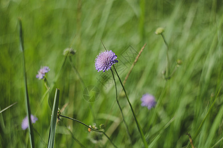 鲜紫花和绿叶子的背景 在夏日花园的Scabiosa 特写紫色墙纸脆弱性作品场地季节植物学荒野野花公园图片