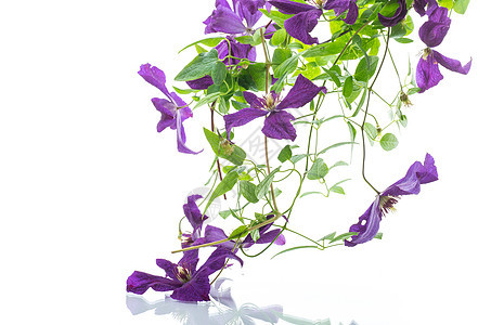 白色背景上的美丽盛开的薄膜问候语紫色花店荒野母亲植物群植物学登山者边界藤本图片