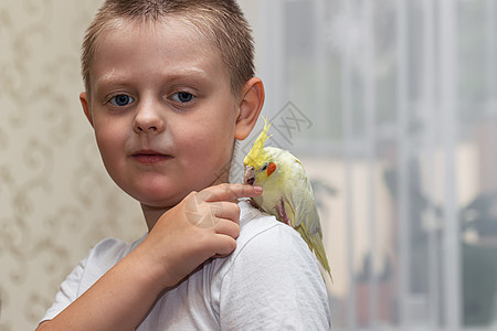 宠物鹦鹉 corella 坐在一个小男孩的肩膀上黄色异国男生朋友友谊荒野翅膀鸟类热带动物图片