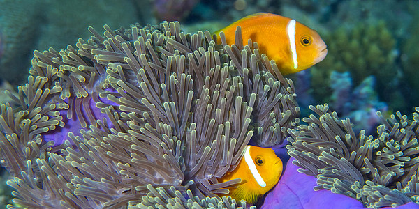南阿里环礁 马尔代夫潜水背景环境保护生物体保护海葵行为多样性海上生活气候图片