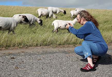 绵羊在堤坝上移动时被拍照图片
