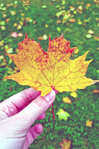 一个女孩手里拿着黄色的落叶 秋天的概念 (笑声)图片
